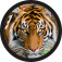 McNeill McAddys zu Schulranzen gefährliche Tiere Tiger